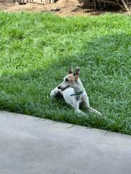 Lost Female Dog last seen S Half Moon Dr, Bakersfield, CA 93309