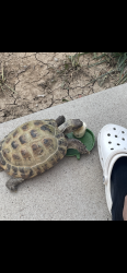 Lost Unknown Reptile last seen 6th and Dayton, Aurora, CO 80010