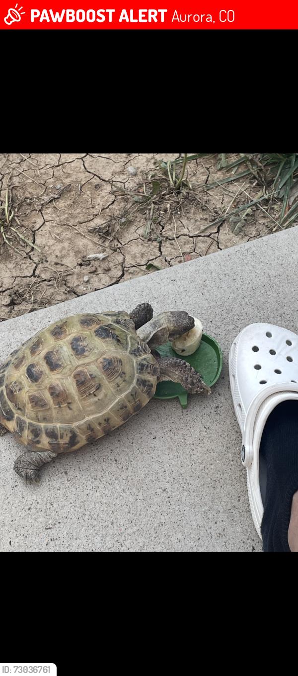 Lost Unknown Reptile last seen 6th and Dayton, Aurora, CO 80010