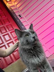 Found/Stray Unknown Cat last seen SE Duthie & 39th, Sammamish, WA 98029