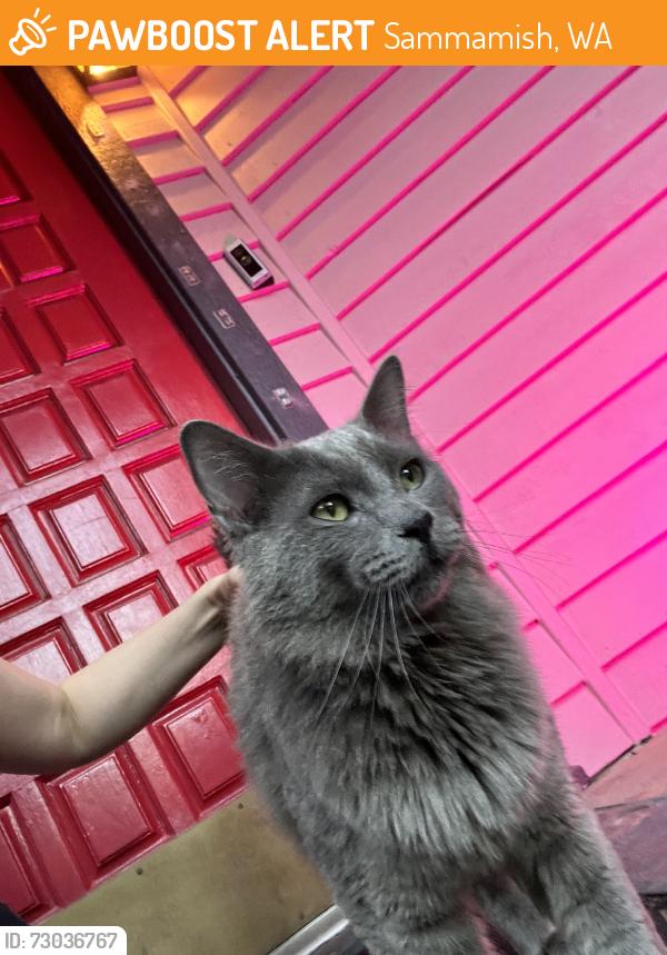 Found/Stray Unknown Cat last seen SE Duthie & 39th, Sammamish, WA 98029
