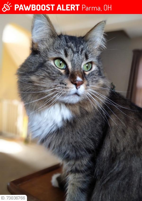 Lost Male Cat last seen W 79th and snow rd, Parma, OH 44129