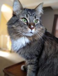 Lost Male Cat last seen W 79th and snow rd, Parma, OH 44129