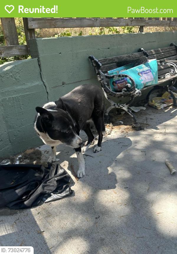 Reunited Female Dog last seen Rocky dell, Crestline, CA 92325