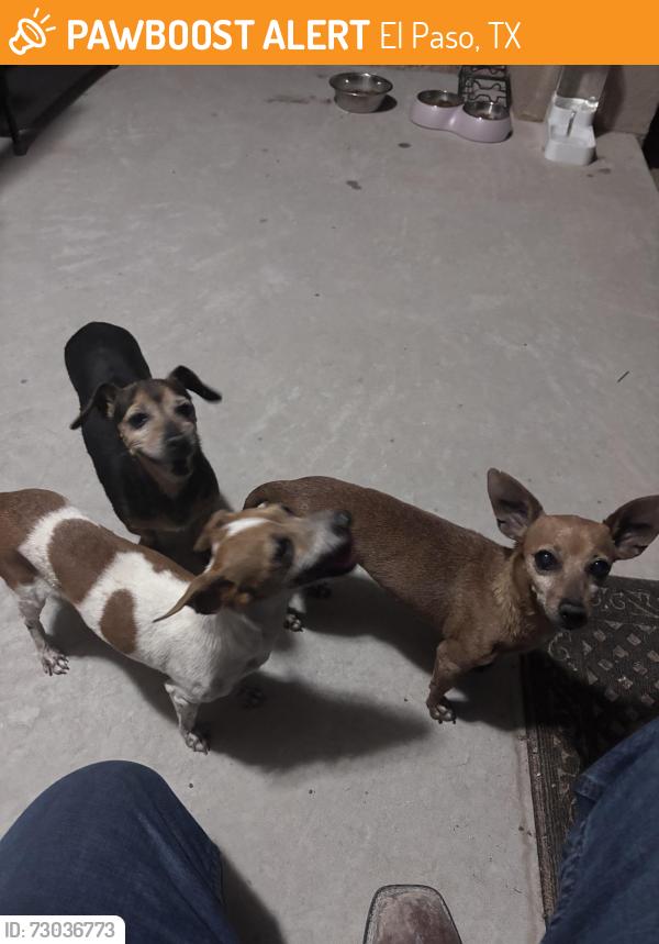 Found/Stray Unknown Dog last seen Mike price, El Paso, TX 79938