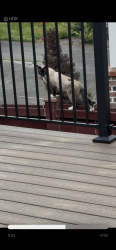 Found/Stray Unknown Cat last seen Another castle, Edmonds, WA 98026