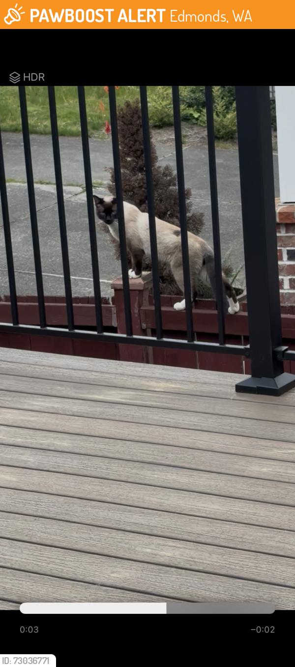 Found/Stray Unknown Cat last seen Another castle, Edmonds, WA 98026