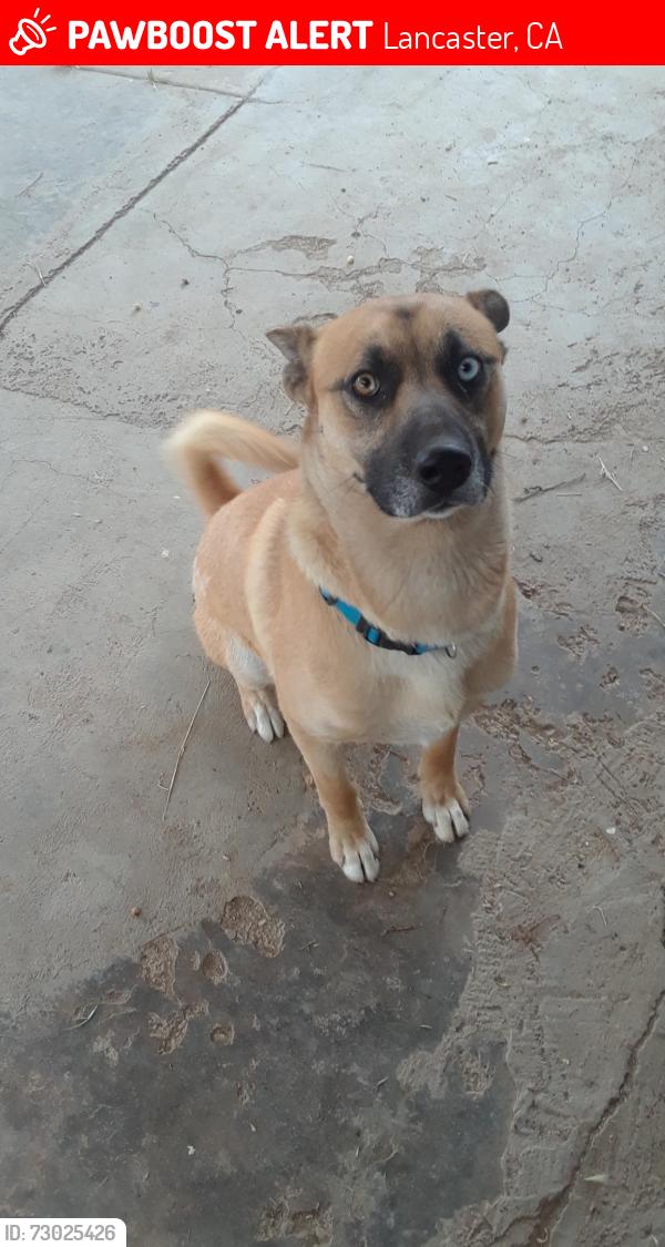 Lost Male Dog last seen 17th st & avenue I, Lancaster, CA 93534