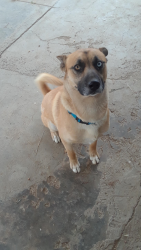 Lost Male Dog last seen 17th st & avenue I, Lancaster, CA 93534