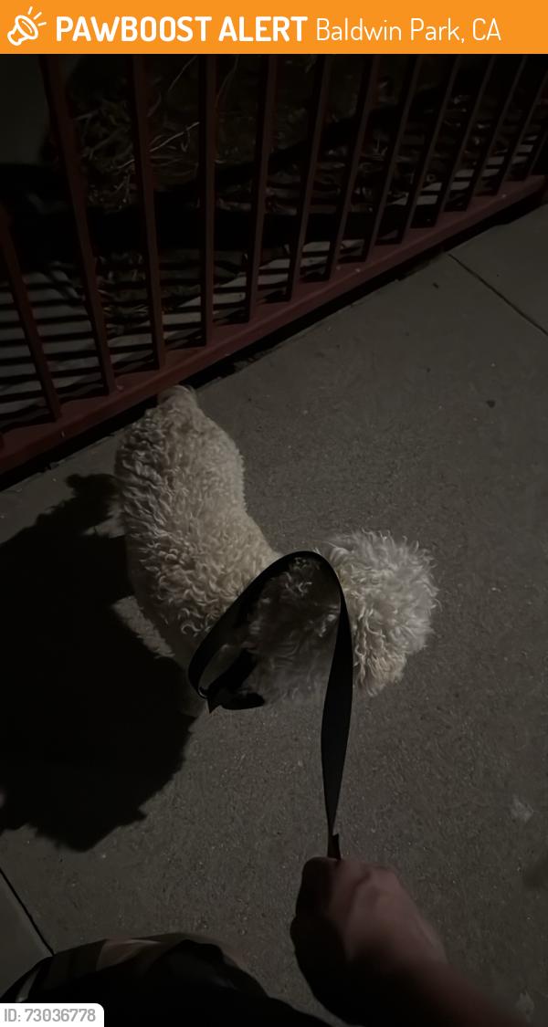 Found/Stray Male Dog last seen Olive míddle school, Baldwin Park, CA 91706