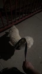 Found/Stray Male Dog last seen Olive míddle school, Baldwin Park, CA 91706