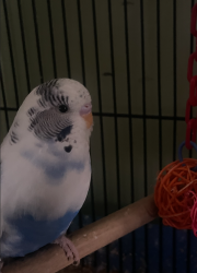 Lost Unknown Bird last seen Near adamson street, Boston, MA 02134