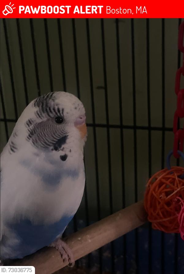 Lost Unknown Bird last seen Near adamson street, Boston, MA 02134