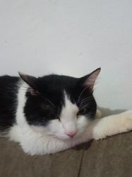 Lost Male Cat last seen Rua Estado Da Bahia, Loteamento Terras de Sao Pedro e Sao Paulo, SP 13324-470