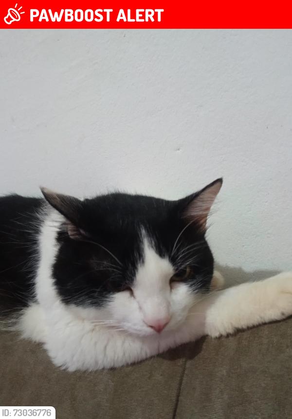 Lost Male Cat last seen Rua Estado Da Bahia, Loteamento Terras de Sao Pedro e Sao Paulo, SP 13324-470