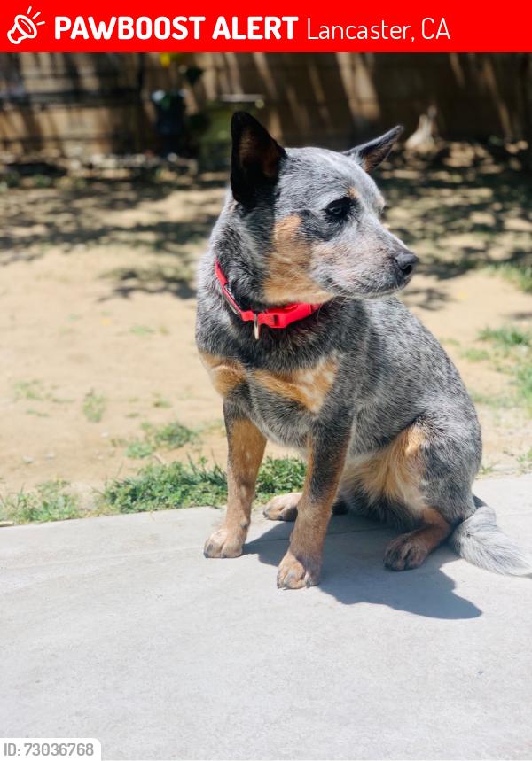 Lost Female Dog last seen east ave, Lancaster, CA 93535
