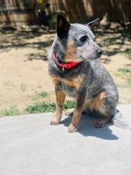 Lost Female Dog last seen east ave, Lancaster, CA 93535