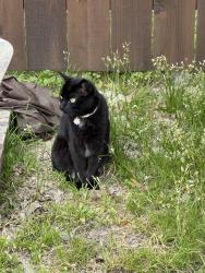 Lost Female Cat last seen Web chappel , Farmers Branch, TX 75234