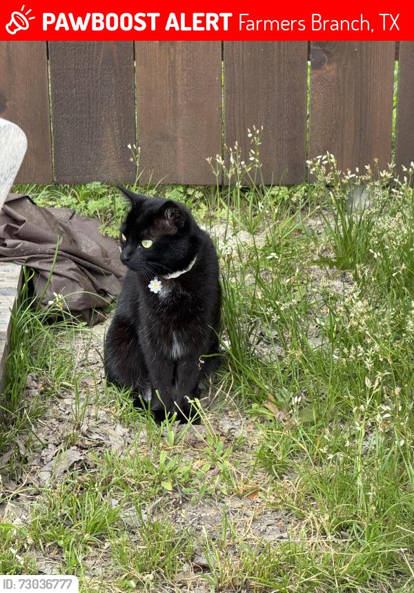 Lost Female Cat last seen Web chappel , Farmers Branch, TX 75234