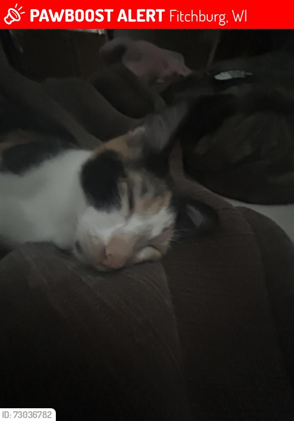 Lost Female Cat last seen fish hatchery rd, Fitchburg, WI 53713