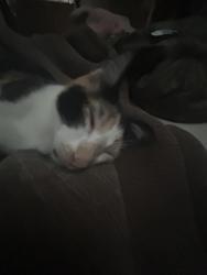 Lost Female Cat last seen fish hatchery rd, Fitchburg, WI 53713