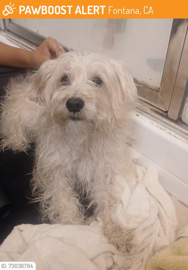 Found/Stray Unknown Dog last seen Locust ave , Fontana, CA 92335