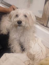 Found/Stray Unknown Dog last seen Locust ave , Fontana, CA 92335