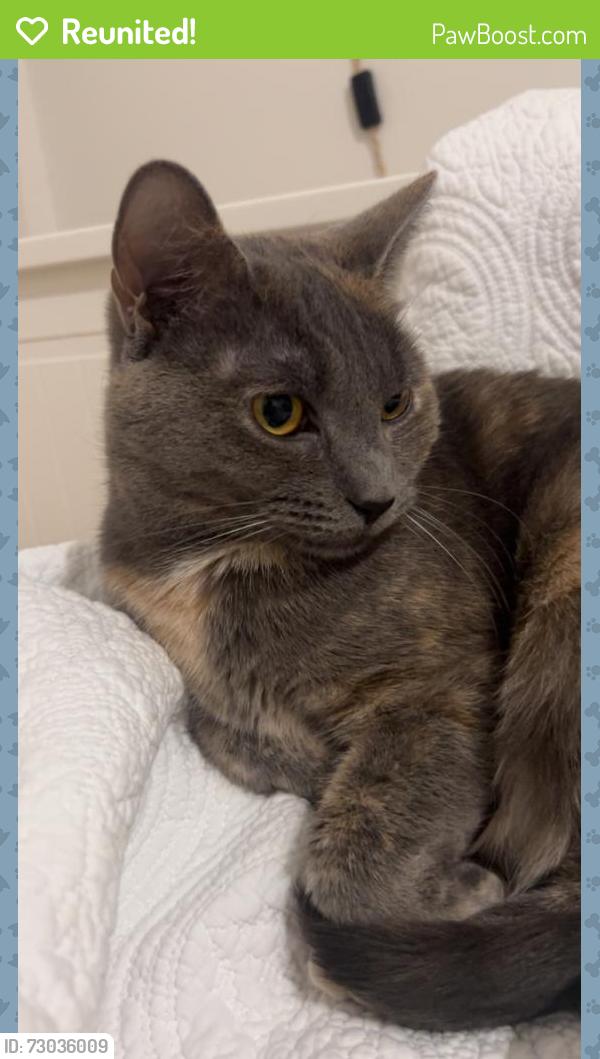 Reunited Female Cat last seen Near Donut Delight on Halloween St/ Jefferson St/ Magee Ave, Stamford, CT 06902