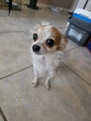 Found/Stray Male Dog last seen Ray St. & Belvedere Ave., Tucson, AZ 85706
