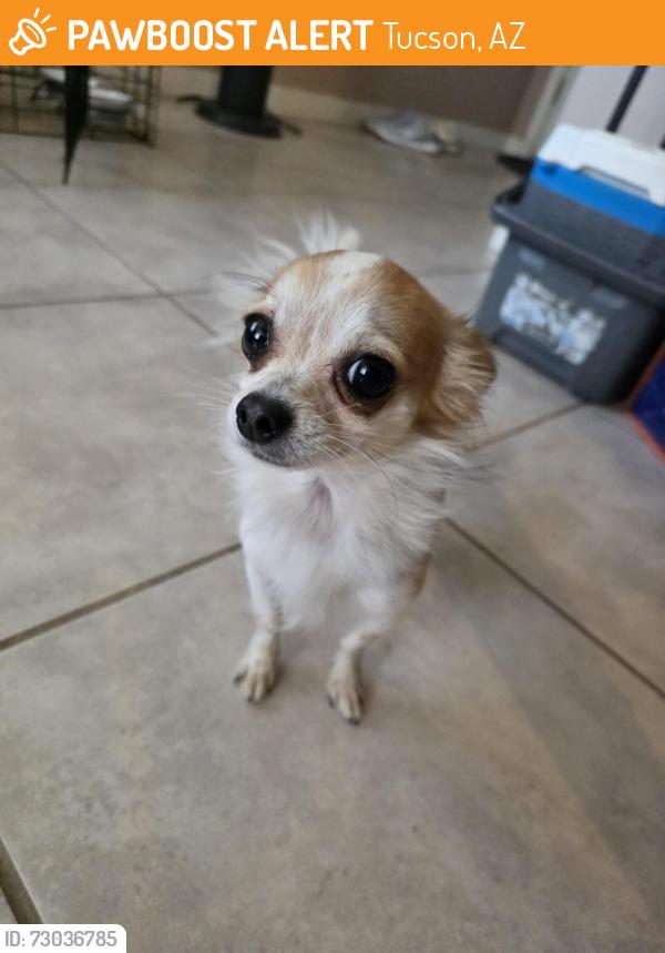 Found/Stray Male Dog last seen Ray St. & Belvedere Ave., Tucson, AZ 85706