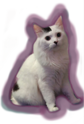 Lost Male Cat last seen Giordano and lungo, Pflugerville, TX 78660