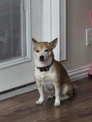Lost Male Dog last seen Near autozone and golden chick, Dallas, TX 75233
