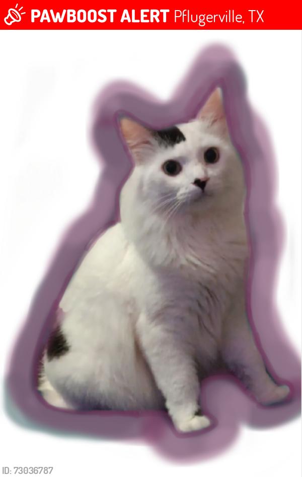 Lost Male Cat last seen Giordano and lungo, Pflugerville, TX 78660