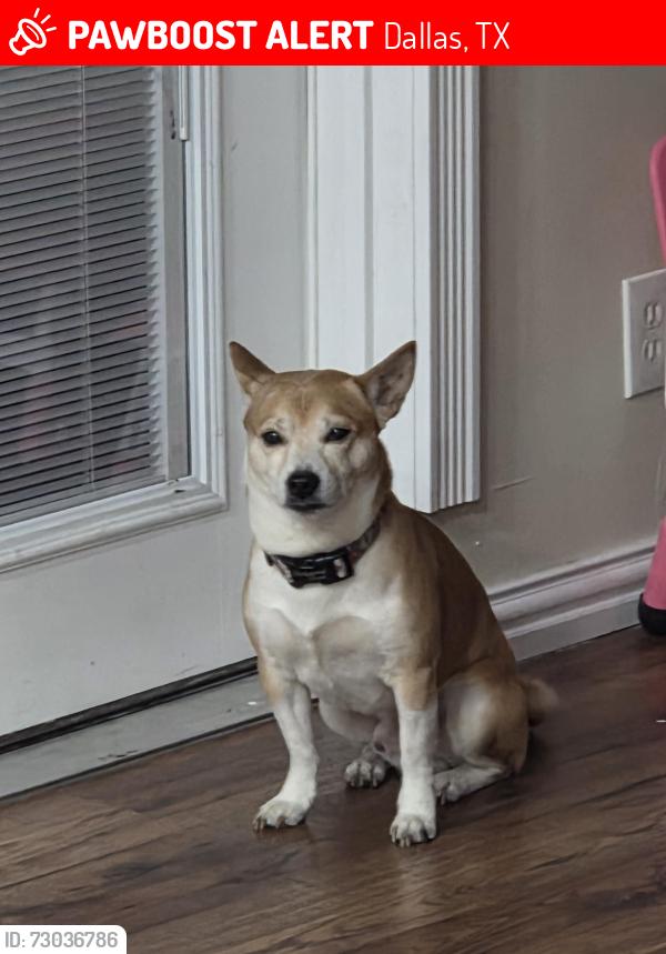 Lost Male Dog last seen Near autozone and golden chick, Dallas, TX 75233