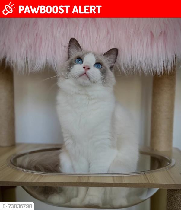 Lost Female Cat last seen Home, Greater Manchester, England OL4 2EL