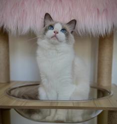 Lost Female Cat last seen Home, Greater Manchester, England OL4 2EL