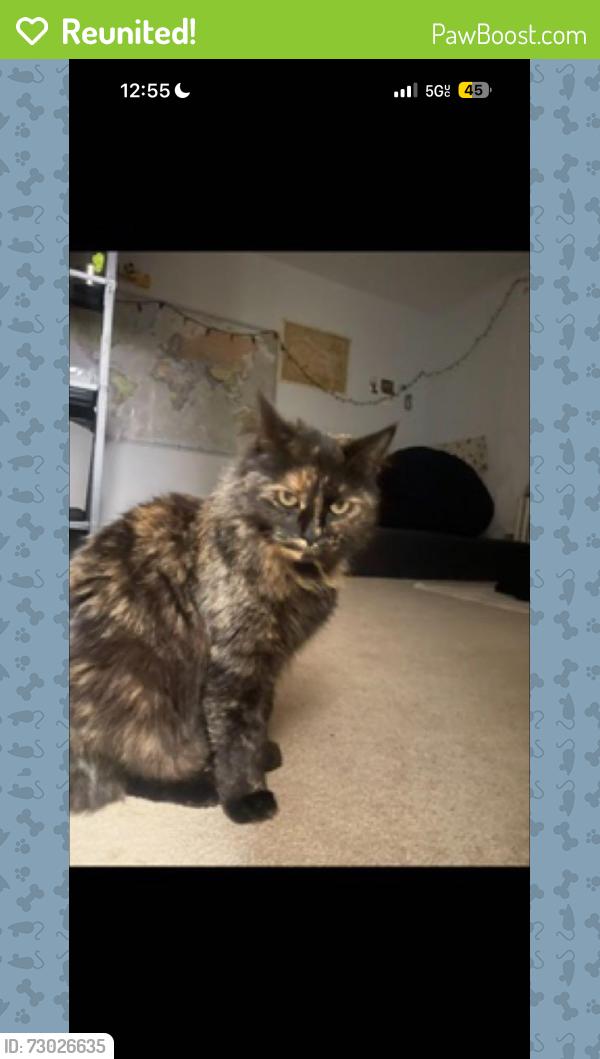 Reunited Female Cat last seen Hubbard Heights , Stamford, CT 06902