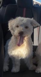 Lost Male Dog last seen clbh, San Jose, CA 95131