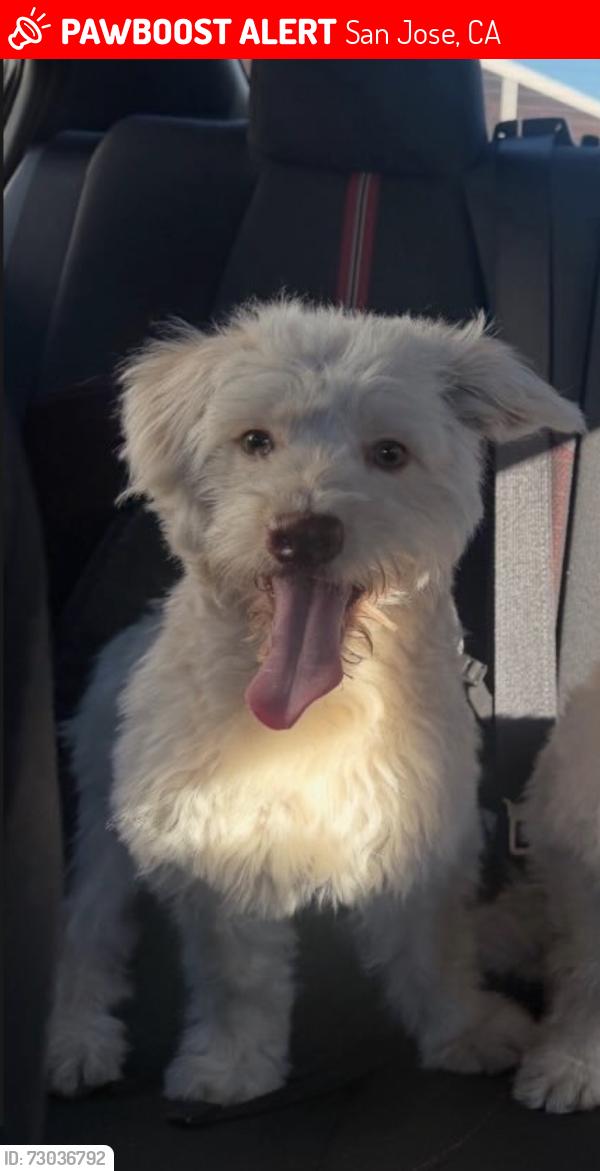 Lost Male Dog last seen clbh, San Jose, CA 95131