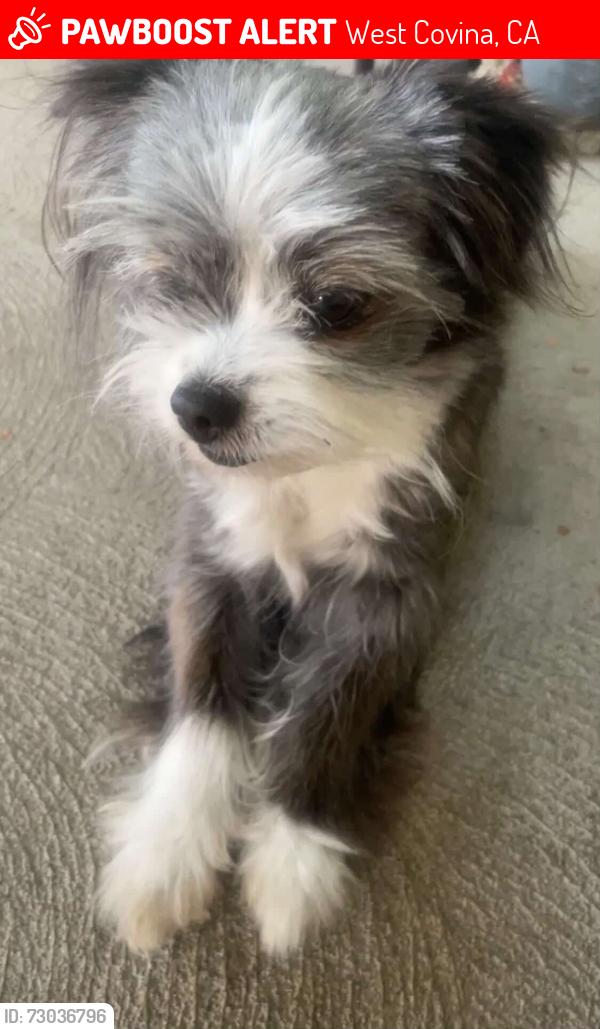 Lost Female Dog last seen The West Covina DMV and Vons, West Covina, CA 91790