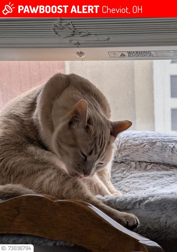 Lost Male Cat last seen Cheviot library , Cheviot, OH 45211