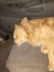 Reunited Male Dog last seen Near  Bridgeport Way sw  Lakewood wa, Lakewood, WA 98499