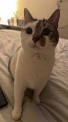Lost Female Cat last seen Blue Goose, Fairview, WV 26570