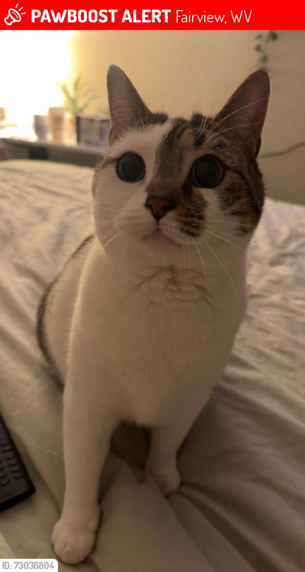 Lost Female Cat last seen Blue Goose, Fairview, WV 26570