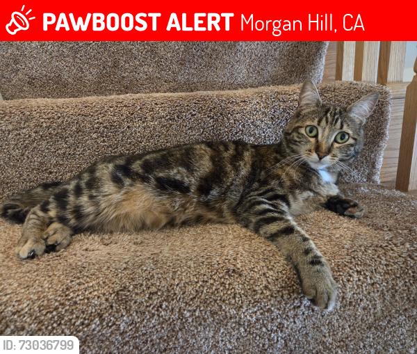 Lost Female Cat last seen Vineyard Blvd by Chevron Gas Station, Morgan Hill, CA 95037