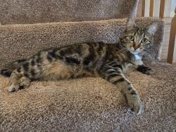 Lost Female Cat last seen Vineyard Blvd by Chevron Gas Station, Morgan Hill, CA 95037