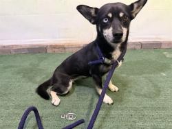 Shelter Stray Female Dog last seen , 4275 Elton St, Baldwin Park, CA 91706, USA