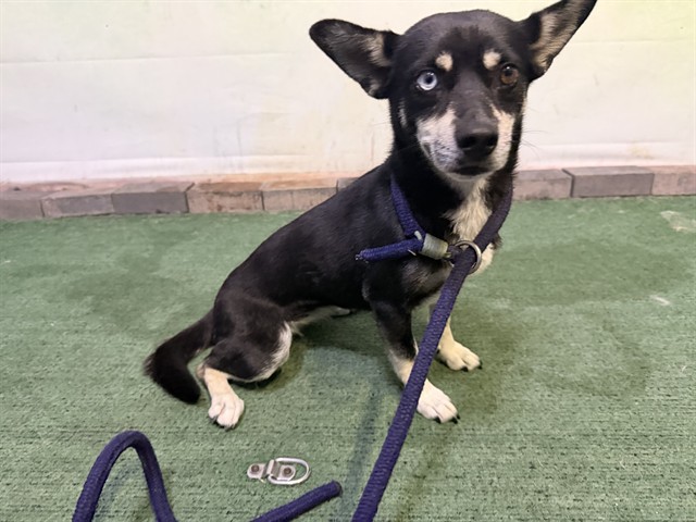 Shelter Stray Female Dog last seen , 4275 Elton St, Baldwin Park, CA 91706, USA