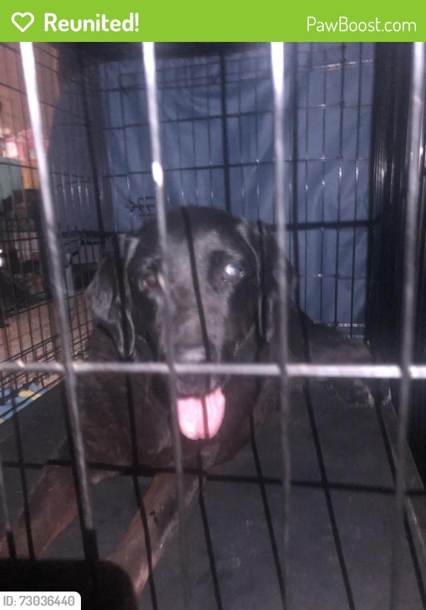 Reunited Female Dog last seen Found in the intersection. , Hesperia, CA 92345