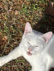 Found/Stray Unknown Cat last seen Johnson pass drive and court, Nashville, TN 37013